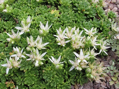 Rhodiola trollii